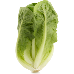 Cos Lettuce Large
