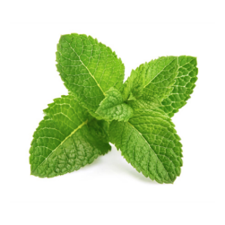 Fresh Mint 50g
